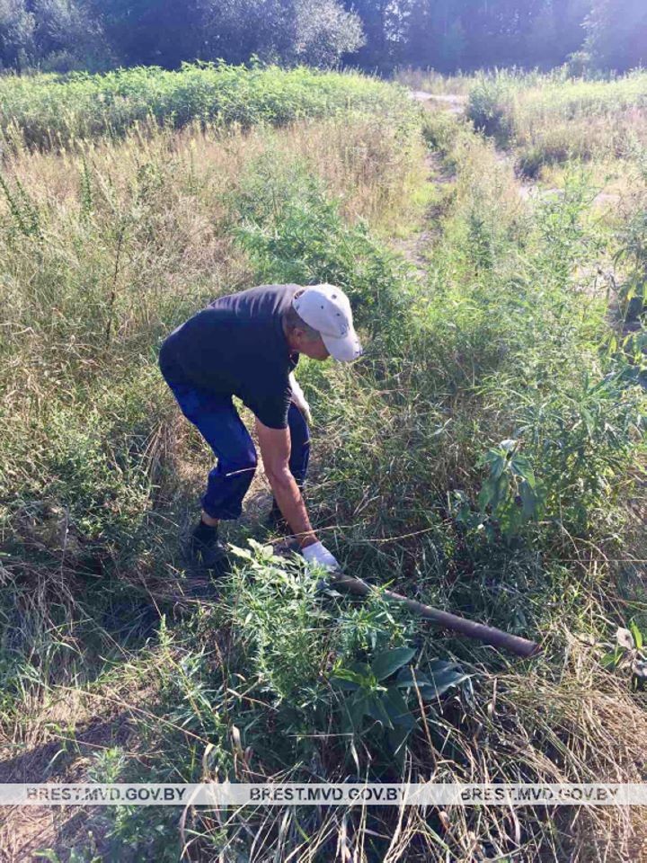 Более 4 т наркосодержащих растений уничтожено в Брестской области за два месяца