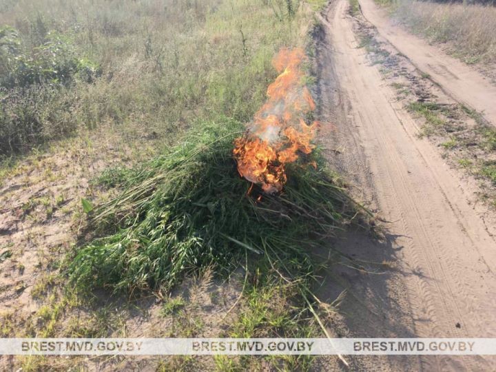 Более 4 т наркосодержащих растений уничтожено в Брестской области за два месяца