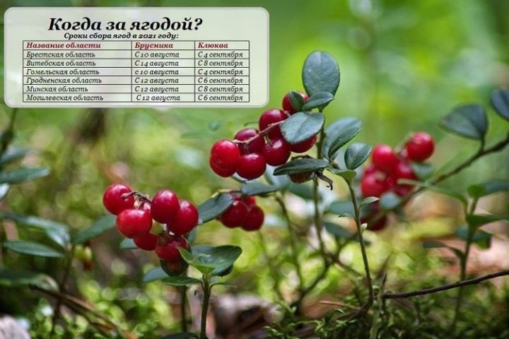 Белорусам разрешили собирать бруснику и клюкву в лесу. Узнали, где и когда