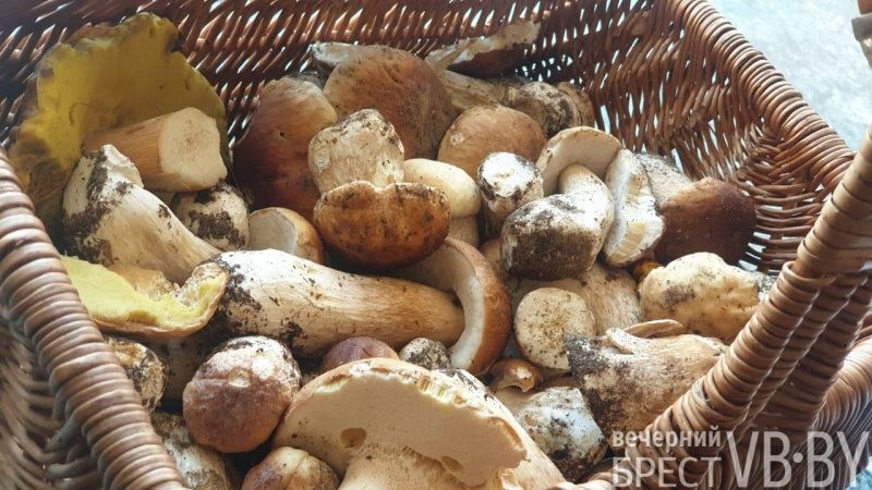 В прибужских лесах высыпали белые, «красноголовики», маслята…