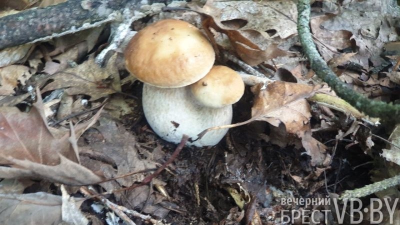 В прибужских лесах высыпали белые, «красноголовики», маслята…