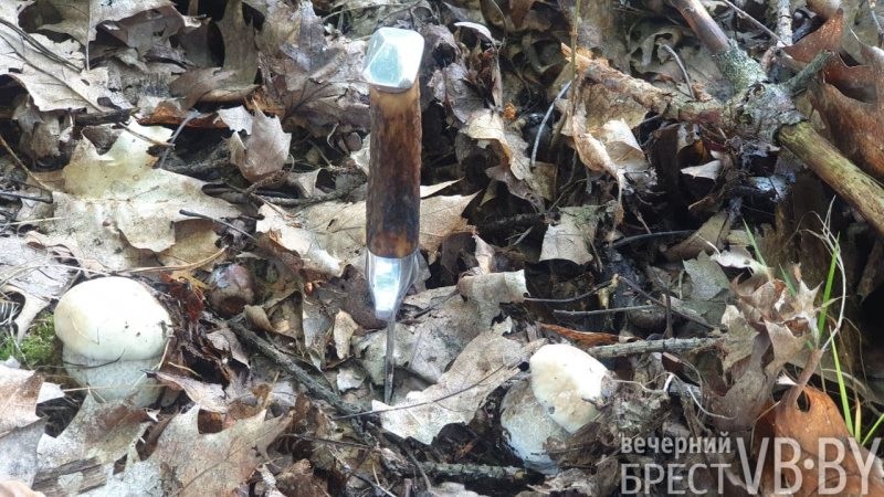 В прибужских лесах высыпали белые, «красноголовики», маслята…