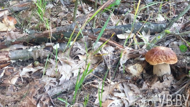 В прибужских лесах высыпали белые, «красноголовики», маслята…