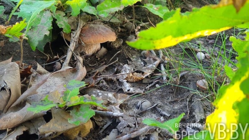В прибужских лесах высыпали белые, «красноголовики», маслята…