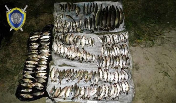 Около 200 особой речной рыбы незаконно добыли в Столинском районе