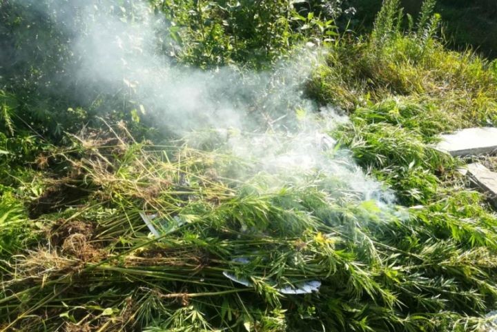 В Пинском районе правоохранители уничтожили около полутонны конопли