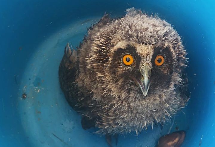 Совёнка с израненными крыльями спасла пинская семья