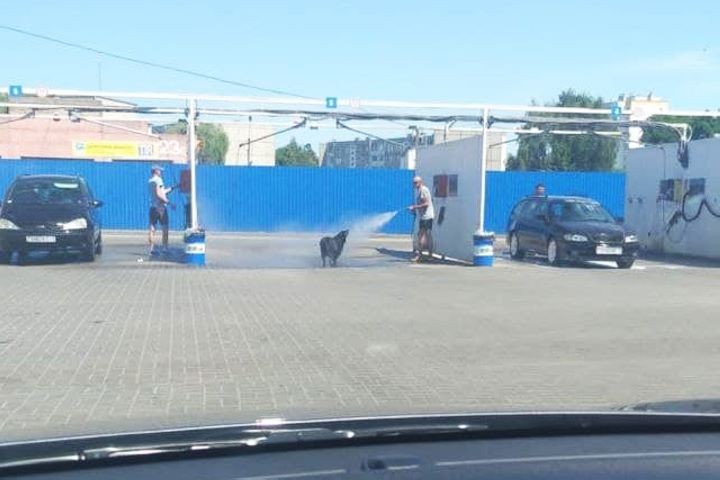 В Пинске на мойке обслуживают не только авто. Мужчина в жаркий летний день устроил водные процедуры для пса.
