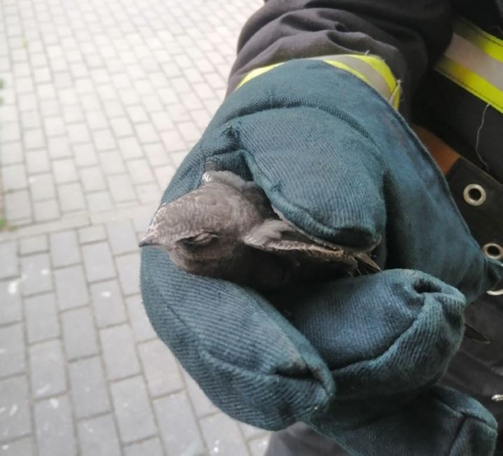 В квартиру к жителям Березы залетел незваный гость. Пришлось вызывать спасателей