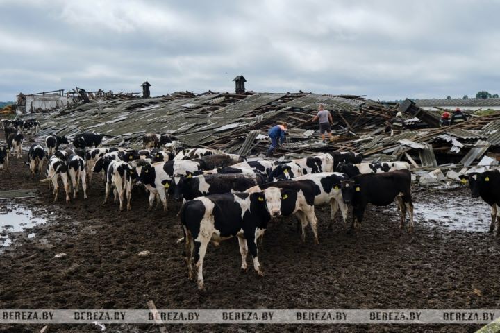 В Березовском районе обрушилась кровля фермы