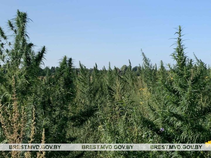 На Брестчине сотрудники милиции уничтожили более 3,4 тонны конопли