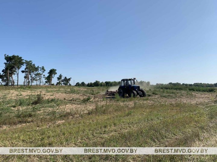 На Брестчине сотрудники милиции уничтожили более 3,4 тонны конопли