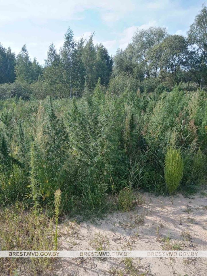 На Брестчине сотрудники милиции уничтожили более 3,4 тонны конопли