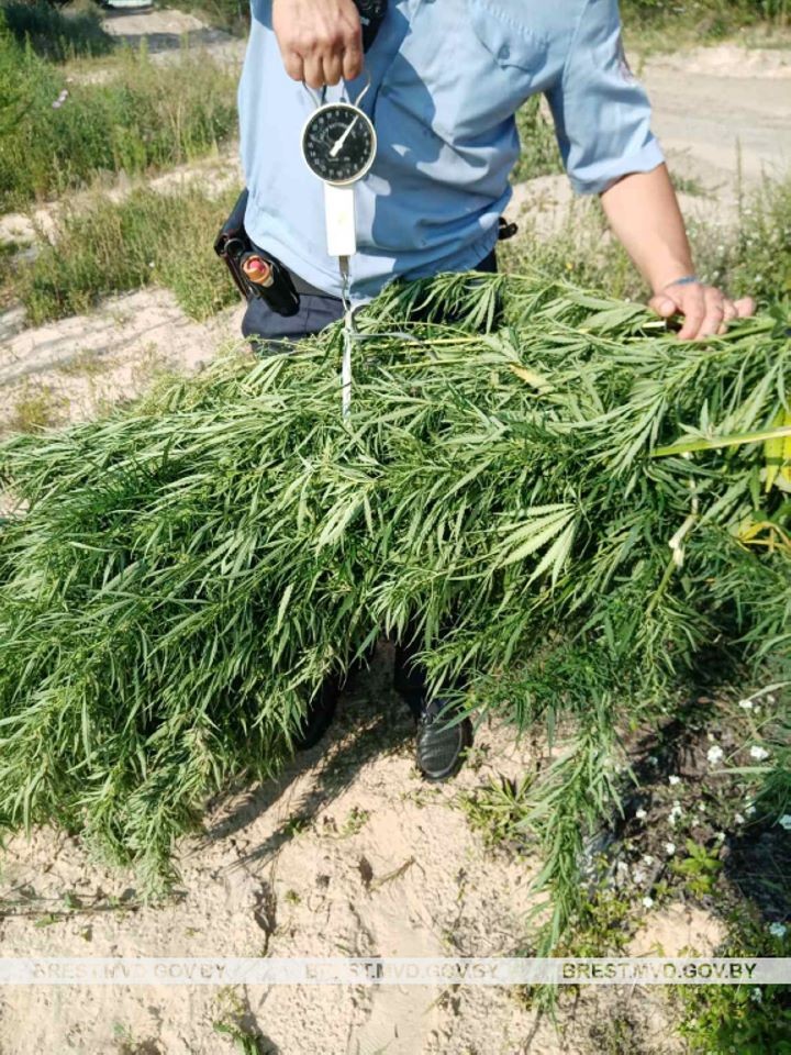 На Брестчине сотрудники милиции уничтожили более 3,4 тонны конопли