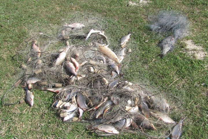 В Пинском районе два товарища-браконьера «нарыбачили» почти на 4 тыс. рублей