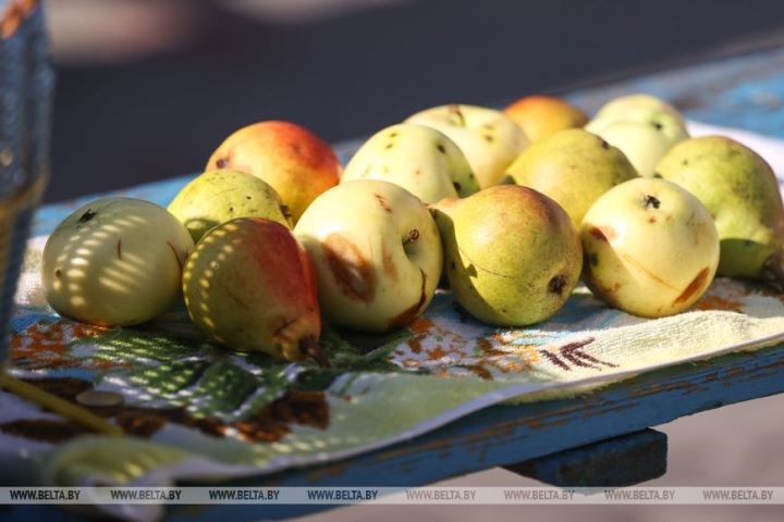 Православные верующие в Бресте празднуют Яблочный Спас