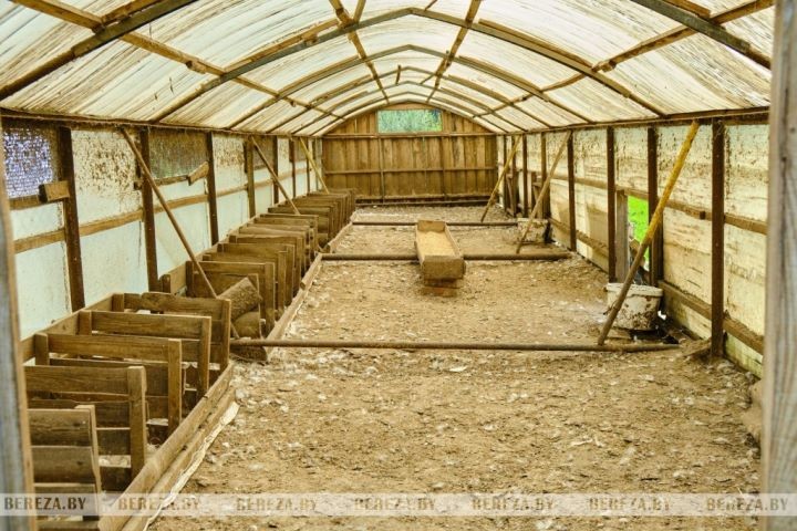 Супруги из Брестской области выращивают экзотические растения