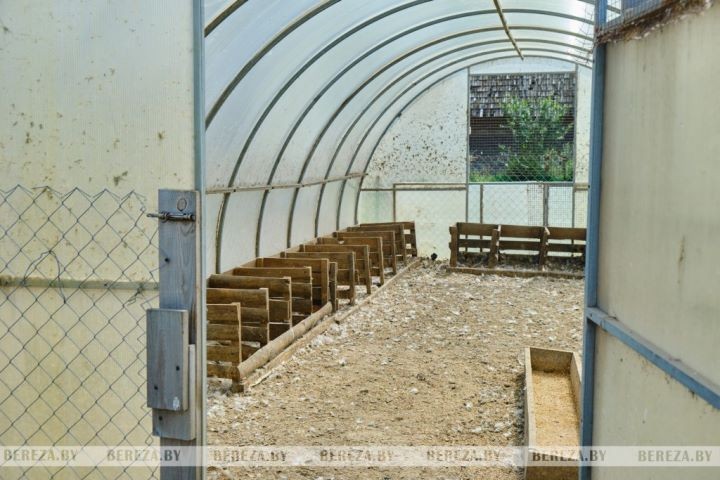 Супруги из Брестской области выращивают экзотические растения