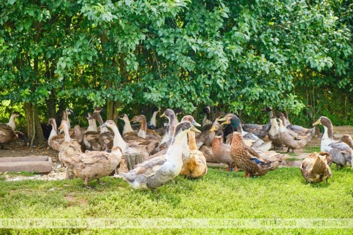 Супруги из Брестской области выращивают экзотические растения