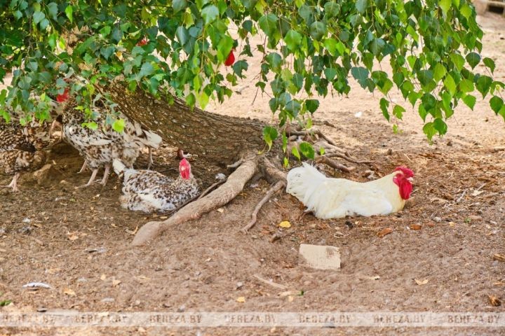 Супруги из Брестской области выращивают экзотические растения
