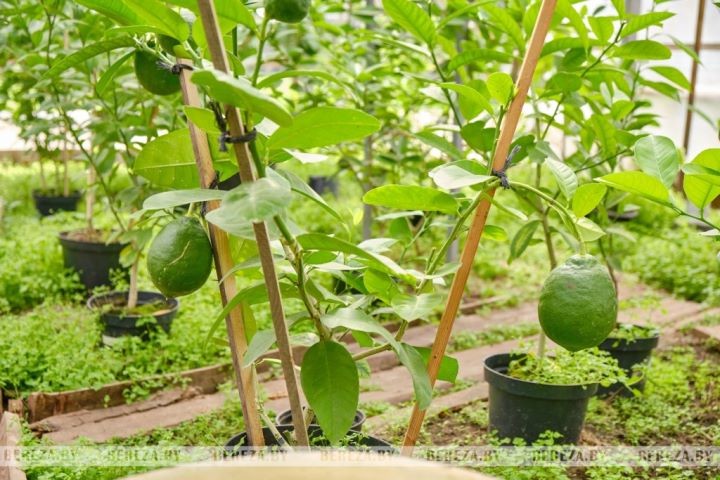 Супруги из Брестской области выращивают экзотические растения