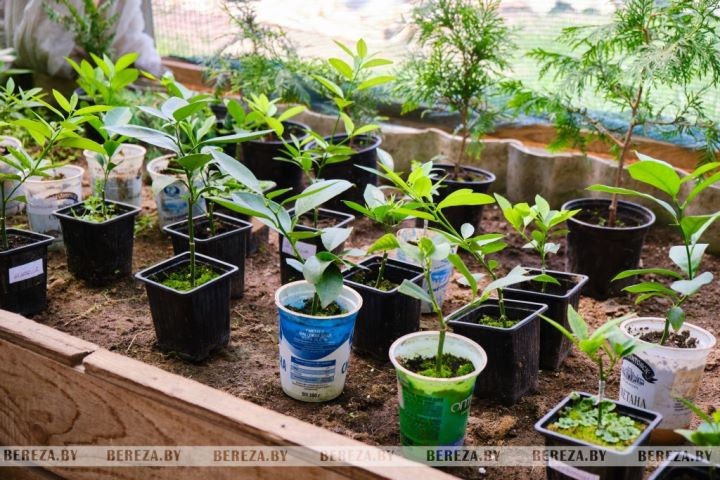 Супруги из Брестской области выращивают экзотические растения