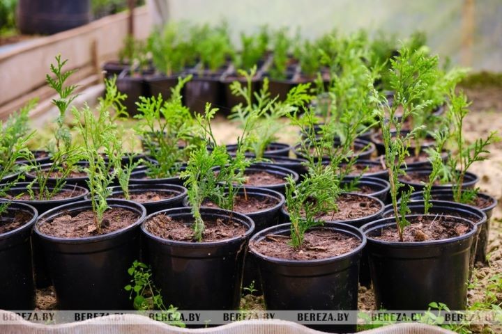 Супруги из Брестской области выращивают экзотические растения