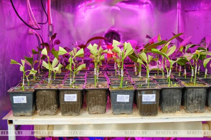 Супруги из Брестской области выращивают экзотические растения