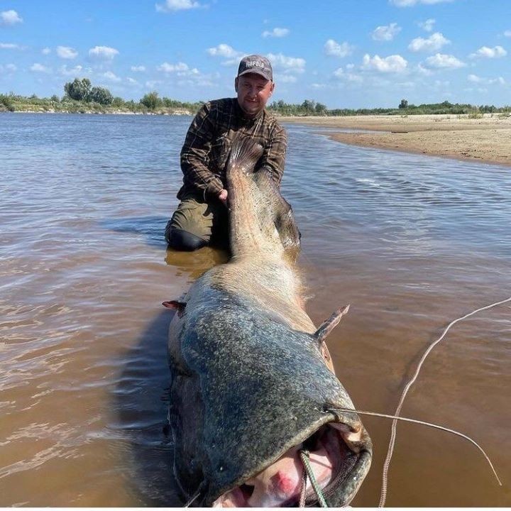 Новый сом — новый рекорд. В этот раз масса «припятского монстра» — больше 80 килограмм