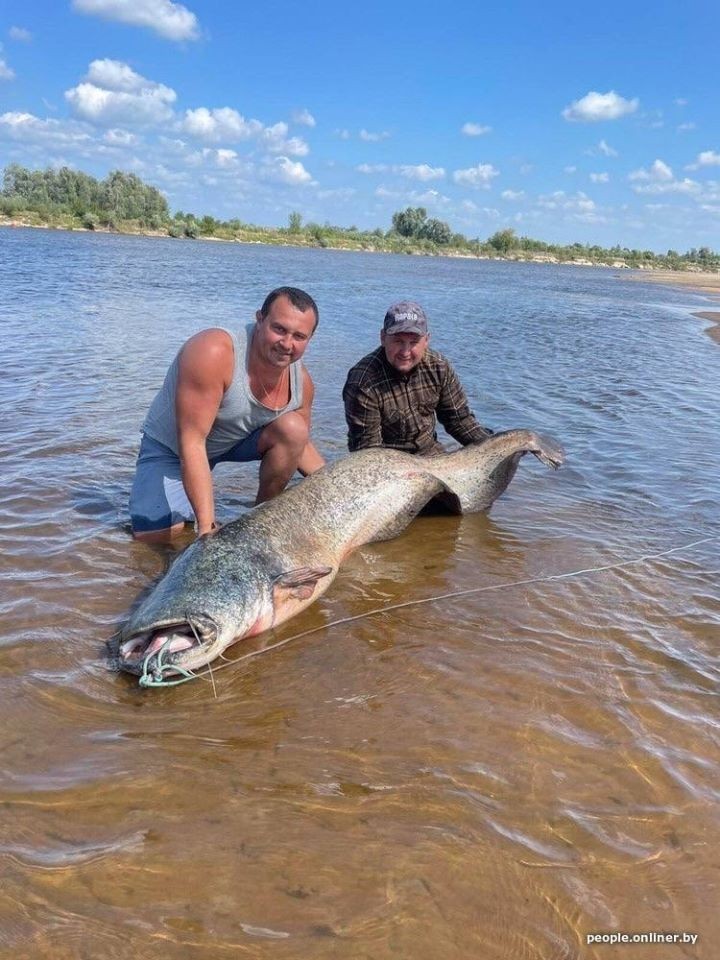 Новый сом — новый рекорд. В этот раз масса «припятского монстра» — больше 80 килограмм