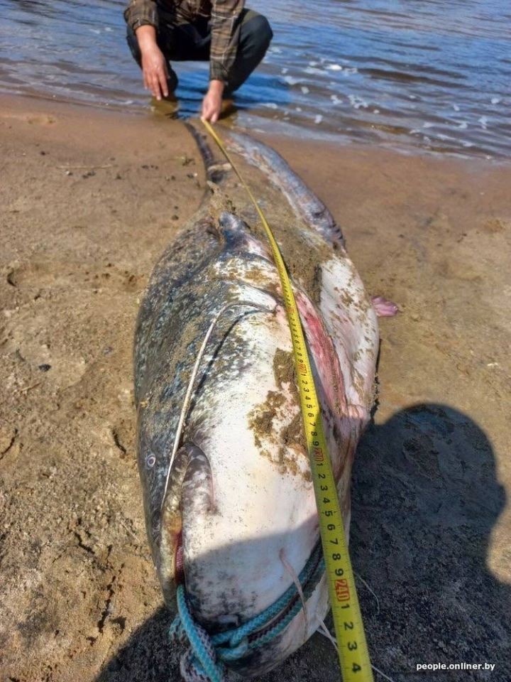 Новый сом — новый рекорд. В этот раз масса «припятского монстра» — больше 80 килограмм