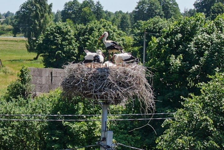Первые опоры ЛЭП с платформами для гнезд аистов установлены в Барановичском районе