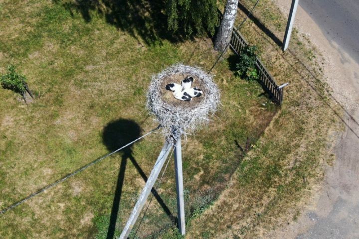 Первые опоры ЛЭП с платформами для гнезд аистов установлены в Барановичском районе