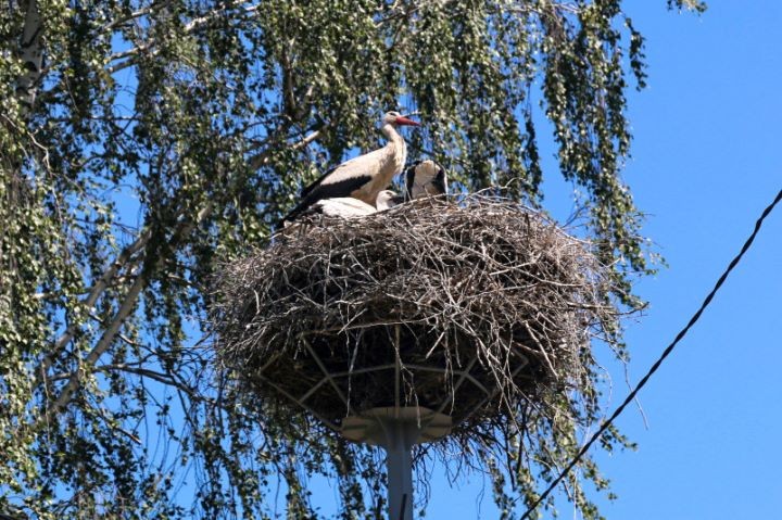 Первые опоры ЛЭП с платформами для гнезд аистов установлены в Барановичском районе