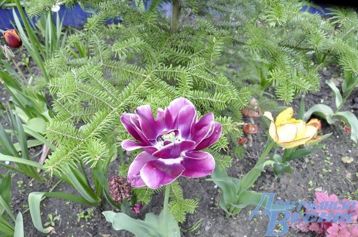 Гранат, хурма и инжир. Супруги выращивают на дачном участке экзотические растения