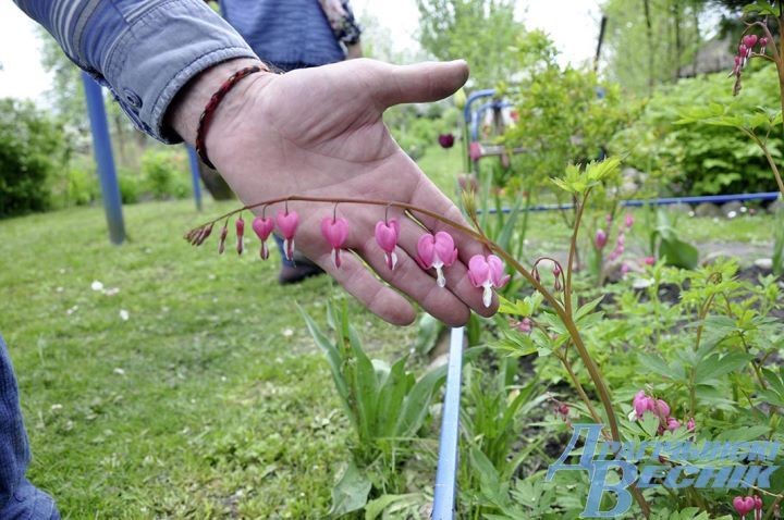Гранат, хурма и инжир. Супруги выращивают на дачном участке экзотические растения