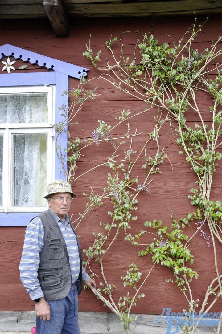 Гранат, хурма и инжир. Супруги выращивают на дачном участке экзотические растения