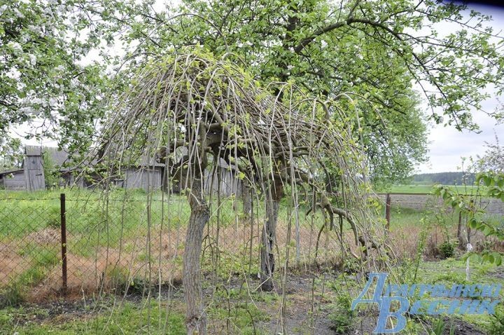 Гранат, хурма и инжир. Супруги выращивают на дачном участке экзотические растения