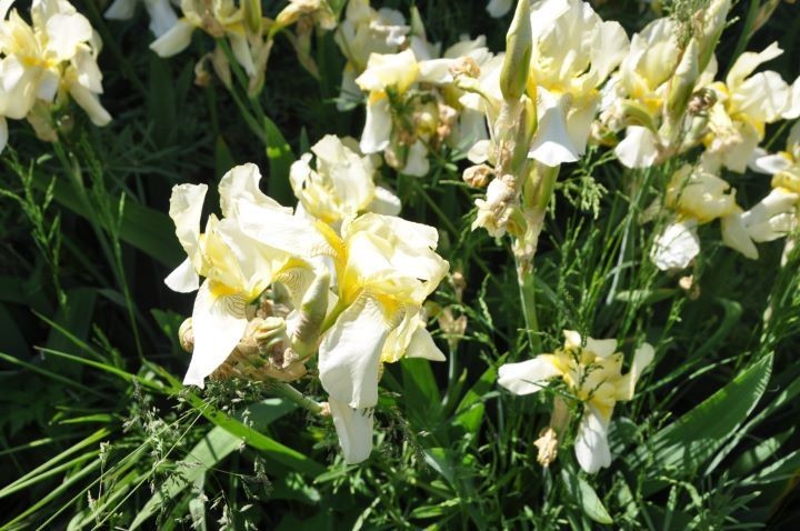 Гранат, хурма и инжир. Супруги выращивают на дачном участке экзотические растения