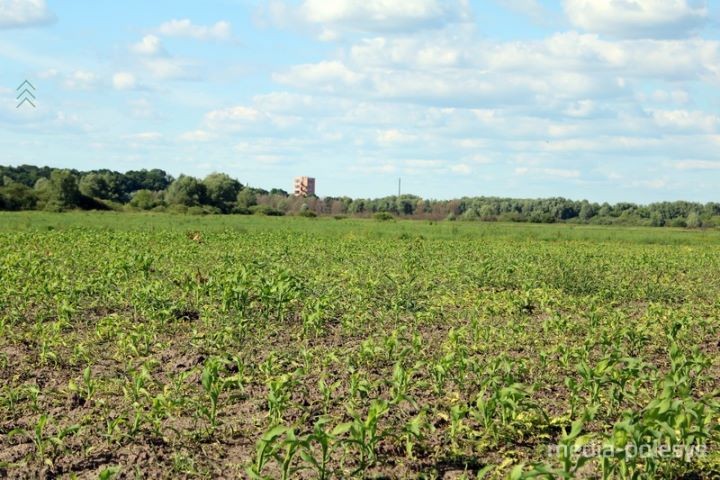 Прямо за городским пляжем местное хозяйство распахало пойму реки Горынь и посеяло там кукурузу.