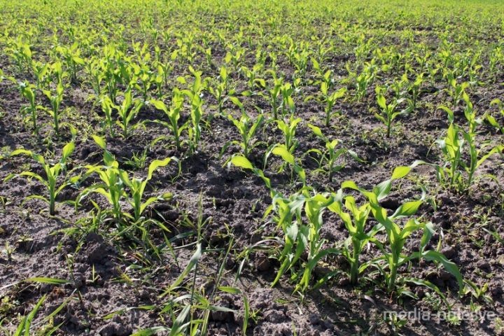 Прямо за городским пляжем местное хозяйство распахало пойму реки Горынь и посеяло там кукурузу.