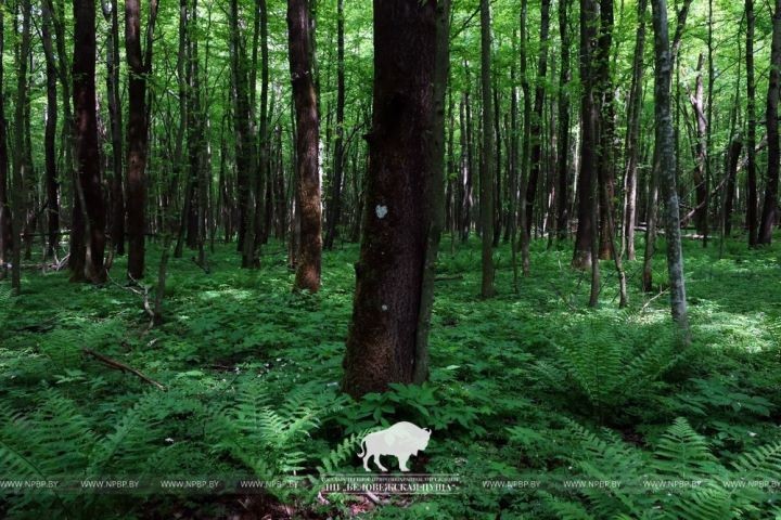 В Беловежской пуще на дереве нашли сердце