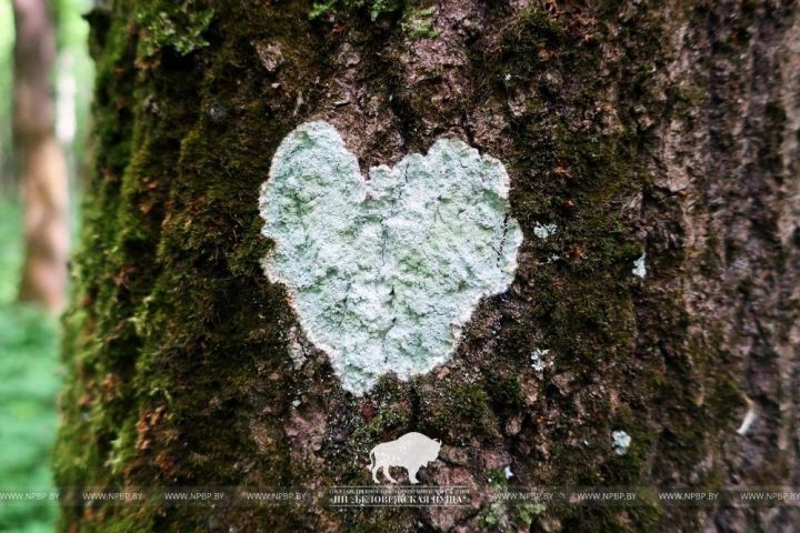 В Беловежской пуще на дереве нашли сердце