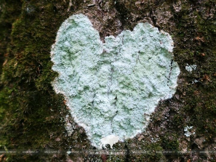 В Беловежской пуще на дереве нашли сердце