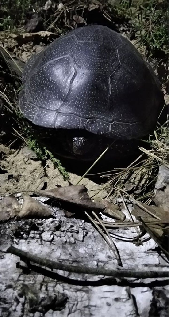 Как под Брестом защищают кладки болотных черепах от разорения хищниками