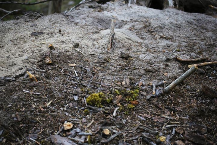 Как под Брестом защищают кладки болотных черепах от разорения хищниками