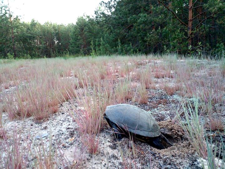 Как под Брестом защищают кладки болотных черепах от разорения хищниками
