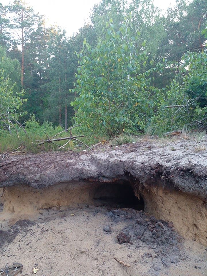 Как под Брестом защищают кладки болотных черепах от разорения хищниками