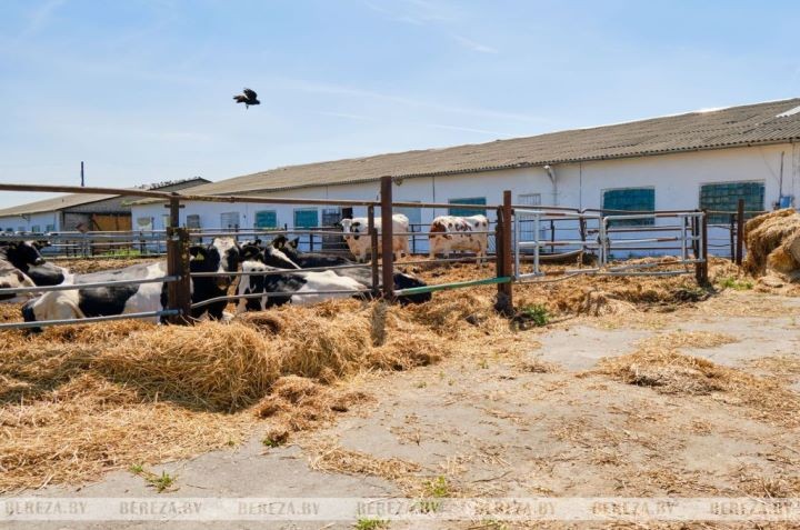 Почти 40 животноводческих объектов строят в этом году в Брестской области