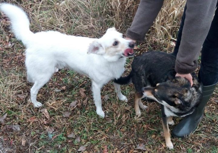 История спасения, как из кино: безрезультатно искали собаку 12 дней и случайно наткнулись в высокой траве